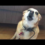 El perro Nanu canta "Las Lluvias de Castamere"