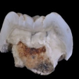 El homínido que se extinguió por ser solo vegetariano