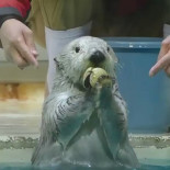 ¿Cómo que no se abre el mejillón este? Espera y verás