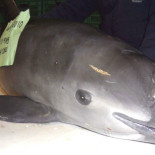 Solo quedan 30 ejemplares de vaquita marina en el mundo
