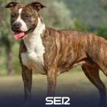 Mintieron por miedo: el perro que arrancó parte de la mandíbula a una niña de 3 años es de la pareja de la madre