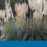 El plumero de la pampa, la planta que pasó de ser ornamental a invasora