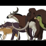 Comparación del tamaño de animales cenozoicos