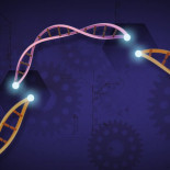 Un fallo histórico de la justicia europea bloqueará el desarrollo de técnicas como CRISPR