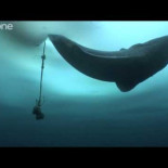 Dos sorpresas alucinantes bajo el hielo ártico