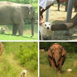 Parejas de animales anti-naturales