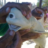 Tiburón cíclope albino [Eng]