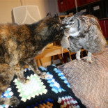 Búho en recuperación casera lleva comida a su amigo gato