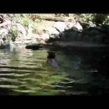 Bebé cabra rescatada del agua por un cerdito