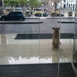 Azafata alemana adopta a perro que la esperaba después de cada vuelo