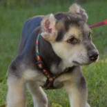 Detenido un hombre en Badajoz por torturar a dos cachorros