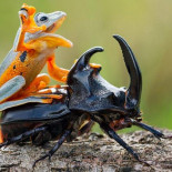 La rana más feliz del planeta