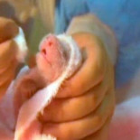 Nacen en China dos gemelos de oso panda