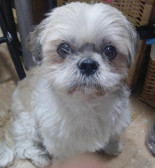 Groucho, el peludo de Jagüi, cumple 10 años