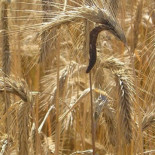 El cornezuelo de centeno, una historia alucinante