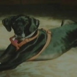 Un perro salva a una mujer de ser asesinada a martillazos por su marido