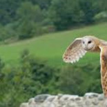 Comportamiento de la lechuza común