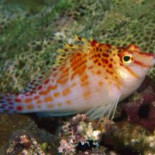 Descubren un pez transexual que puede invertir su sexo a voluntad