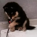 ¿Pero qué es esto que cuelga? ¿Qué es?