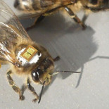 Demuestran los efectos de los pesticidas en la desaparición de las abejas