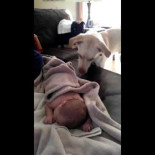 Perro tapando a un bebé