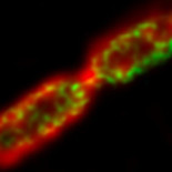 Descubierto nuevo compuesto capaz de matar bacterias super-resistentes a antibióticos [ENG]
