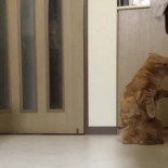 Gato intimidado por perro juguetón