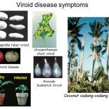 El parásito venido de otro mundo