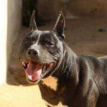 Muere una mujer atacada por un perro de raza pitbull