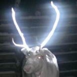 Para evitar atropellos, los finlandeses pintan los cuernos de los renos con fluorescente [ENG]