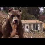 Perrita asustada se deja rescatar