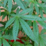 ¿Cómo afecta el cannabis a las sinapsis neuronales?