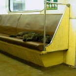 La increíble inteligencia de los perros callejeros de Moscú