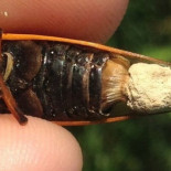 Este parásito droga a sus anfitriones con el químico psicodélico de los hongos alucinógenos [En]