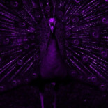 Así ven el mundo los animales