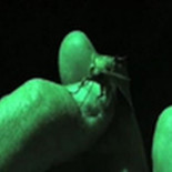 Descubierta en Siberia mariposa nocturna que se alimenta de sangre