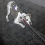 Hombre que disparó a un pitbull, que atacaba a un niño, rechaza asistencia jurídica y pide donaciones para el chico -ENG