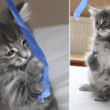 Gato sin huesos en las patas delanteras se comporta como una ardilla (eng)