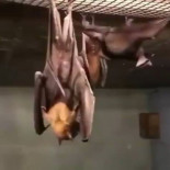 Cómo mean los murciélagos