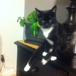 Gato se sienta como una persona