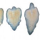 Manipulan genéticamente un gusano para que le crezca la cabeza después de ser decapitado