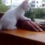 Como un gatito rescata la mano cuando cae desde el balcón