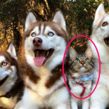 Gatos y Huskies