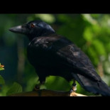 ¿Son los cuervos los mejores resolviendo problemas?