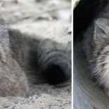 Estas fotos demuestran que los gatos manul tienen las mejores expresiones faciales del mundo