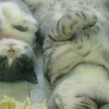 Todos necesitamos un Mini-yo para conquistar el mundo