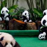 Una cachorro de panda hace su presentación pública esperando que no la veas [ENG]