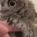 El búho al que le gusta bañarse y que le sequen con el secador