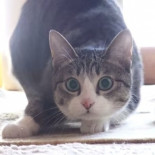 Los 19  gatos más meneadores de la historia