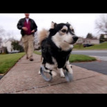 Derby, el perro que pudo correr por primera vez gracias a una prótesis 3D [eng]
